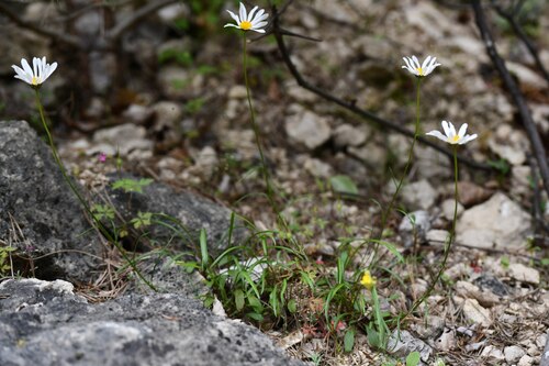 Grass-leaved Oxeye Daisy (Leucanthemum graminifolium)