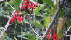 Aethopyga gouldiae