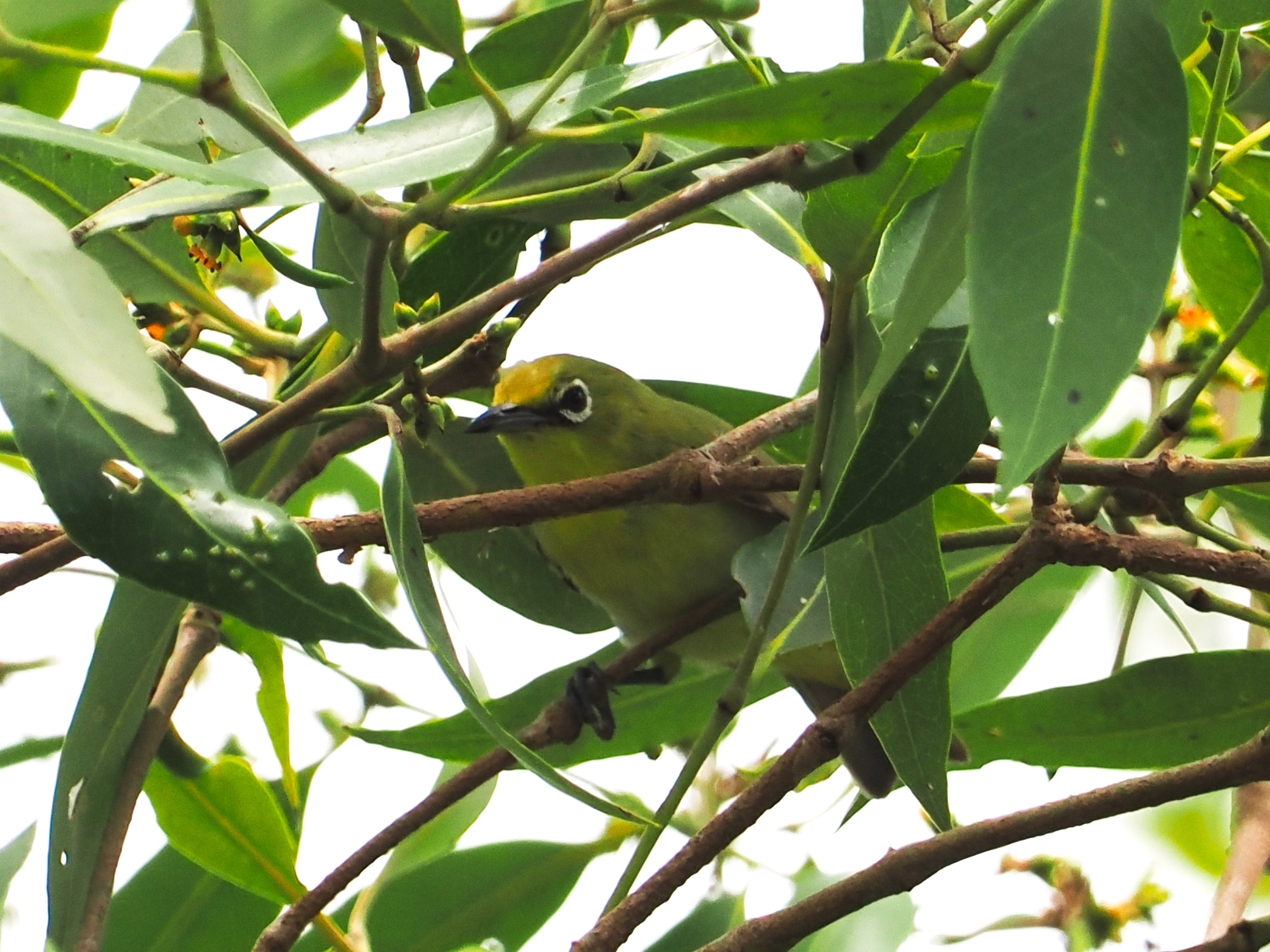 Canary White-eye (Zosterops luteus), photo 9