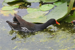 Gallinula chloropus