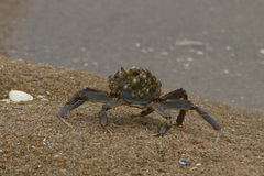 Cyrtograpsus angulatus