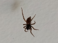 Arctosa perita