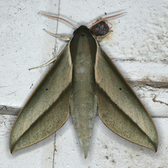 Theretra queenslandi