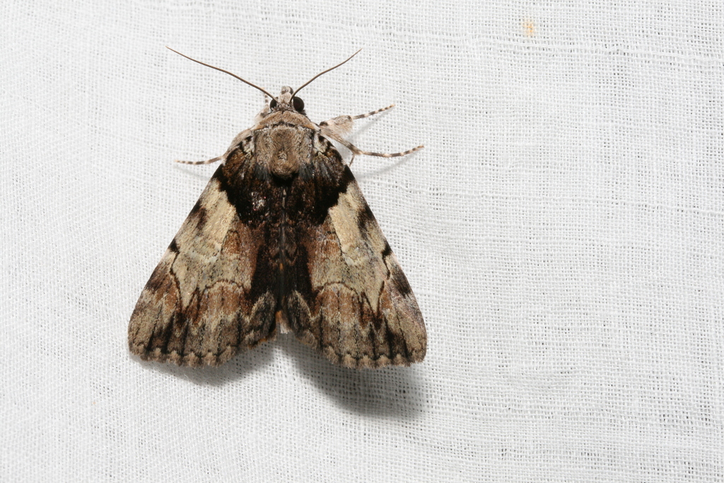 Hawthorn Underwing Moth from Jay County, IN, USA on June 16, 2015 at 10 ...