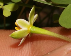 Pauridia ovata