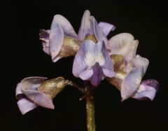 Dolichos decumbens