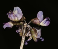 Dolichos decumbens