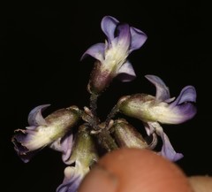 Dolichos decumbens