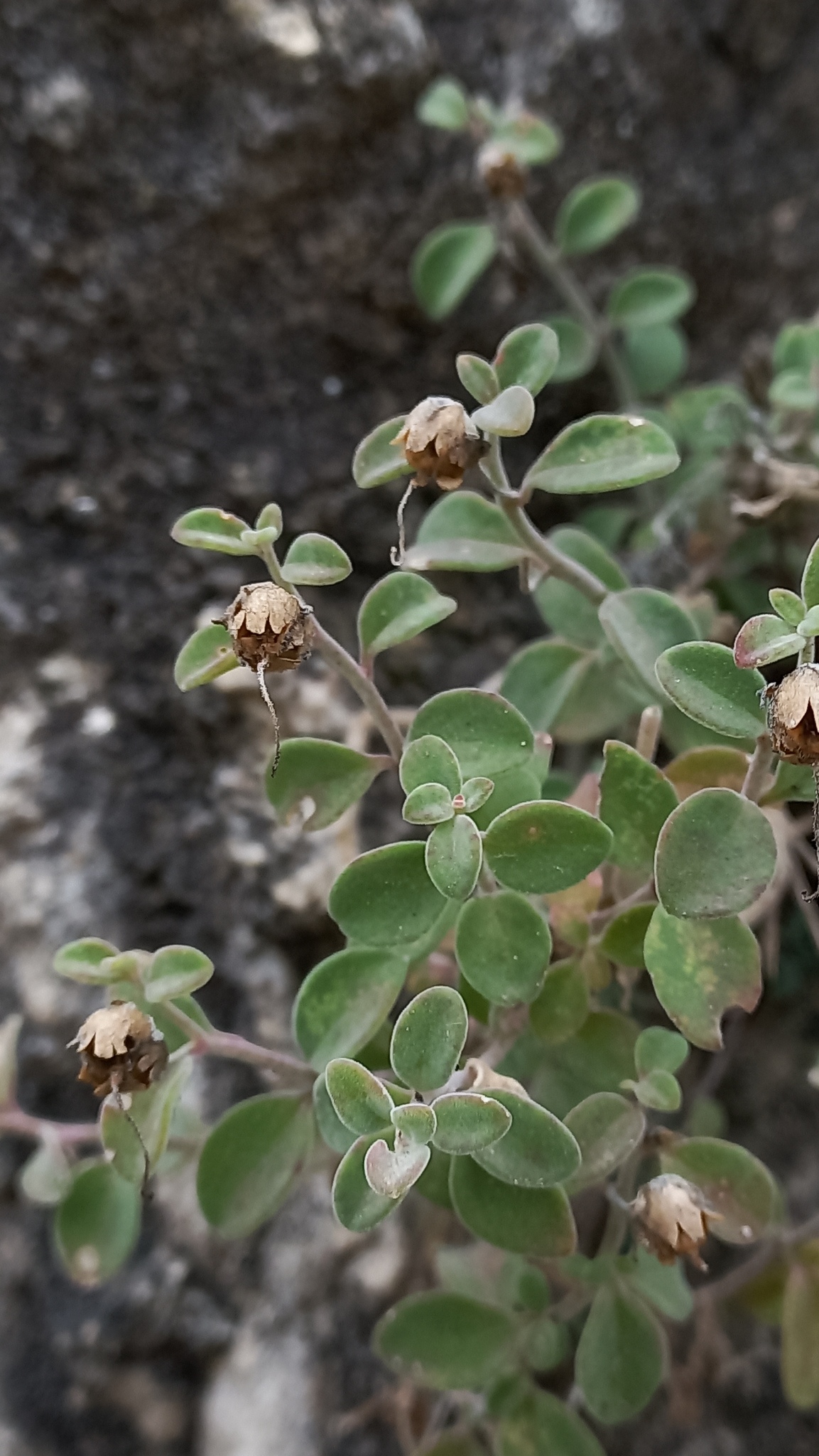 Antirrhinum microphyllum