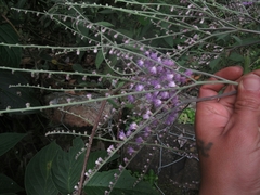 Eirmocephala brachiata