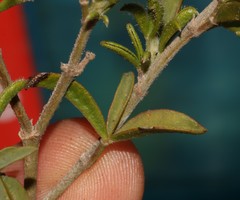 Argyrolobium pachyphyllum