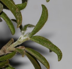 Argyrolobium pachyphyllum