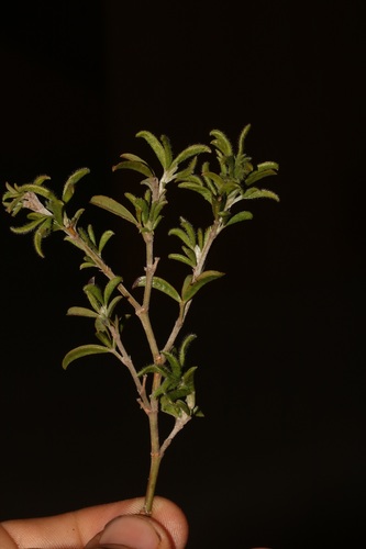 Image of Argyrolobium pachyphyllum by (c) Brian du Preez, some rights reserved (CC BY-SA)