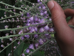 Eirmocephala brachiata