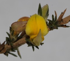 Aspalathus campestris