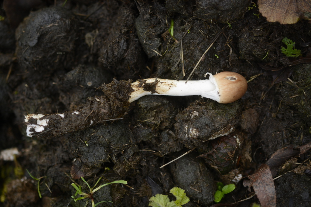 Panaeolus semiovatus · December 2025 · photo: © cryptomarasmius (iNaturalist, cc-by)