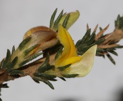 Aspalathus campestris