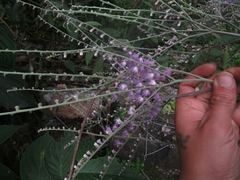 Eirmocephala brachiata