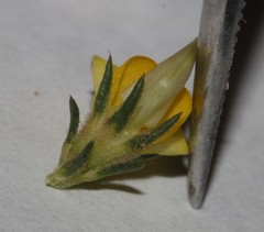Aspalathus campestris
