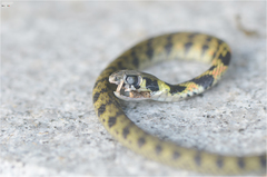 Rhabdophis tigrinus