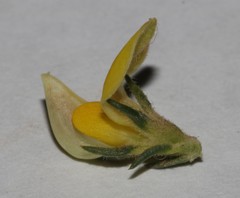 Aspalathus campestris