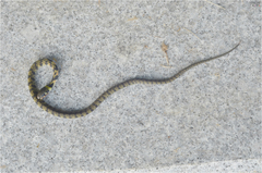 Rhabdophis tigrinus