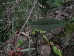 Eirmocephala brachiata