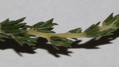 Aspalathus campestris