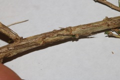 Aspalathus campestris