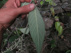 Eirmocephala brachiata