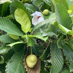 Dillenia philippinensis