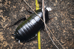 Celatoblatta punctipennis