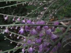 Eirmocephala brachiata