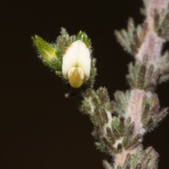 Aspalathus hispida albiflora