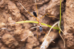 Leptomyrmex nigriceps