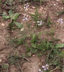 Astragalus austriacus