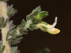 Aspalathus hispida albiflora