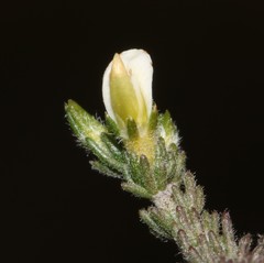 Aspalathus hispida albiflora