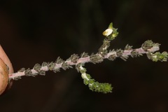 Aspalathus hispida albiflora