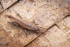 Microcanachus matileorum