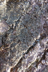 Phaeophyscia squarrosa