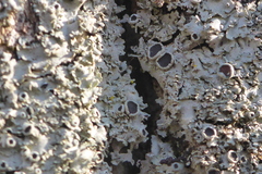 Phaeophyscia squarrosa