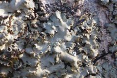 Phaeophyscia squarrosa