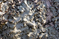 Phaeophyscia squarrosa