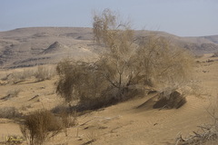 Haloxylon persicum