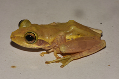 Dumeril's Bright-Eyed Frog photo 3