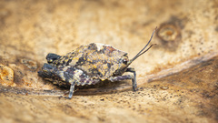 Hyperyboella orphania