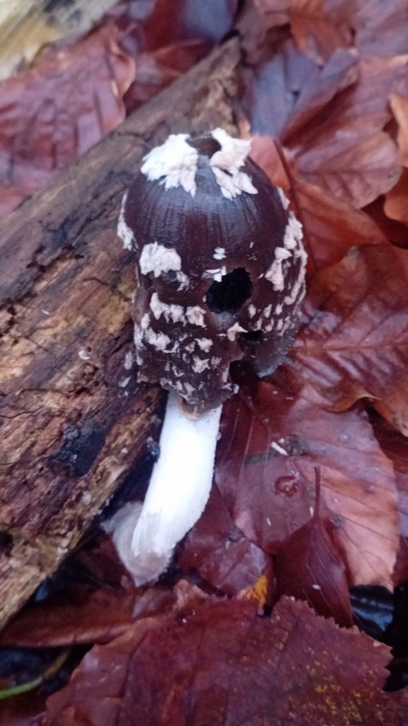 Coprinopsis picacea · December 2025 · photo: © sean1000 (iNaturalist, cc-by)