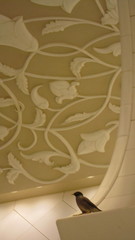 Acridotheres tristis