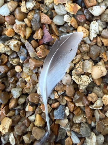 Plume de Pluvier doré